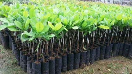 Filière anacarde au Bénin: la Fenapab met des plants performants à la disposition des producteurs
