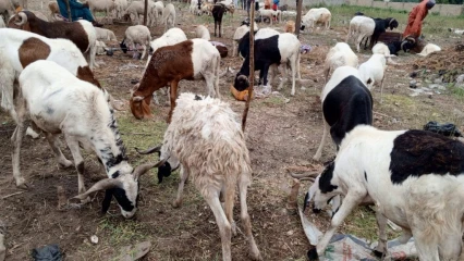 FLAMBÉE DU PRIX DES MOUTONS À PARAKOU : La Tabaski 2023 s&rsquo;annonce difficile pour de nombreux fidèles  . L&rsquo;insécurité au Burkina-Faso pointée du doigt