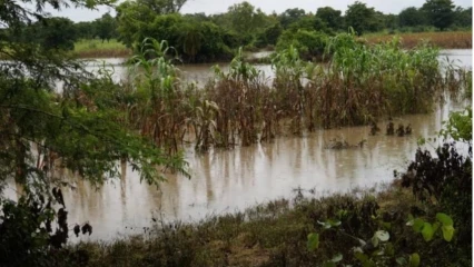 INONDATION À DJOUGOU :  Plusieurs hectares de cultures dans l’eau