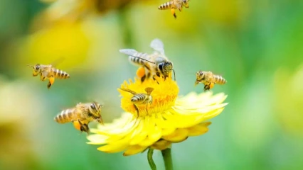 JOURNEE MONDIALE DES ABEILLES CE MERCREDI 20 MAI : Le secteur de l’apiculture influencé par la Covid-19