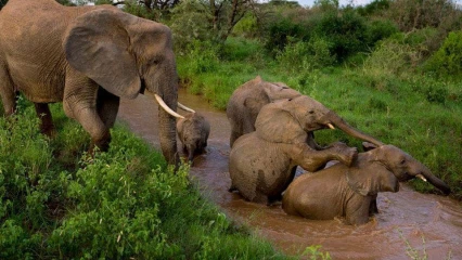 MODERNISATION DE LA GESTION DES RESERVES ANIMALIERES DU BENIN : Et si le gouvernement changeait de fusil d’épaule ?