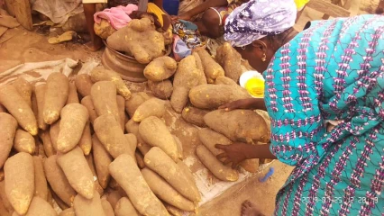 NOUVELLES IGNAMES DANS LES MARCHÉS DE PARAKOU : Des tubercules qui coûtent les yeux de la tête !