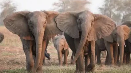 PANIQUE À MALANVILLE :  Un troupeau d&rsquo;éléphants crée des dégâts