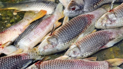 POLLUTION DU LAC TOGBADJI DANS LE COUFFO : Le préfet interdit la vente et la consommation des poissons