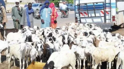 PREPARATION DE LA FETE DE TABASKI : Les marchés de mouton de Parakou s’activent déjà