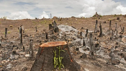 PROTECTION DES FORETS AU BENIN : Les principaux acteurs dans un flou indescriptible . L’implication des élus locaux très attendue