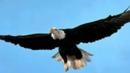 SECRETS DE REUSSITE  : L’aigle, le parfait modèle
