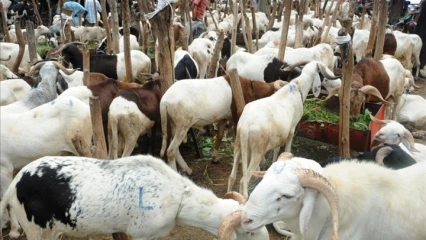 TABASKI 2020 A PARAKOU :  Voici les lieux autorisés pour la vente de moutons