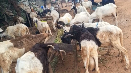 Tabaski 2026 à Porto-Novo: Les vendeurs de moutons attendent toujours les clients